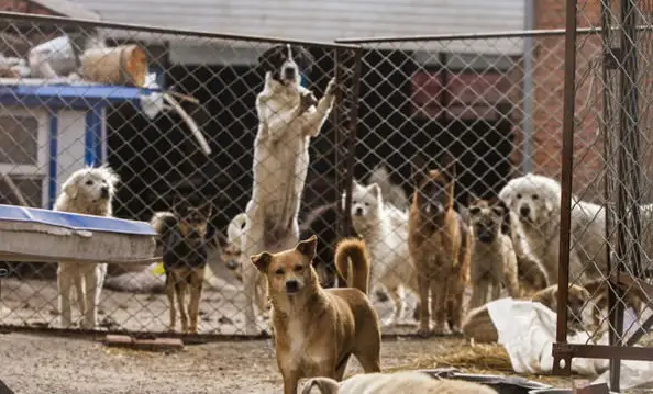 man who spent millions to save hundreds of dogs 13 pictures 4