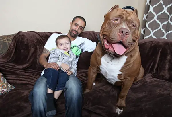 meet hulk one of the largest pitbulls out there 12 pics 11