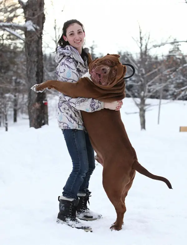 meet hulk one of the largest pitbulls out there 12 pics 12
