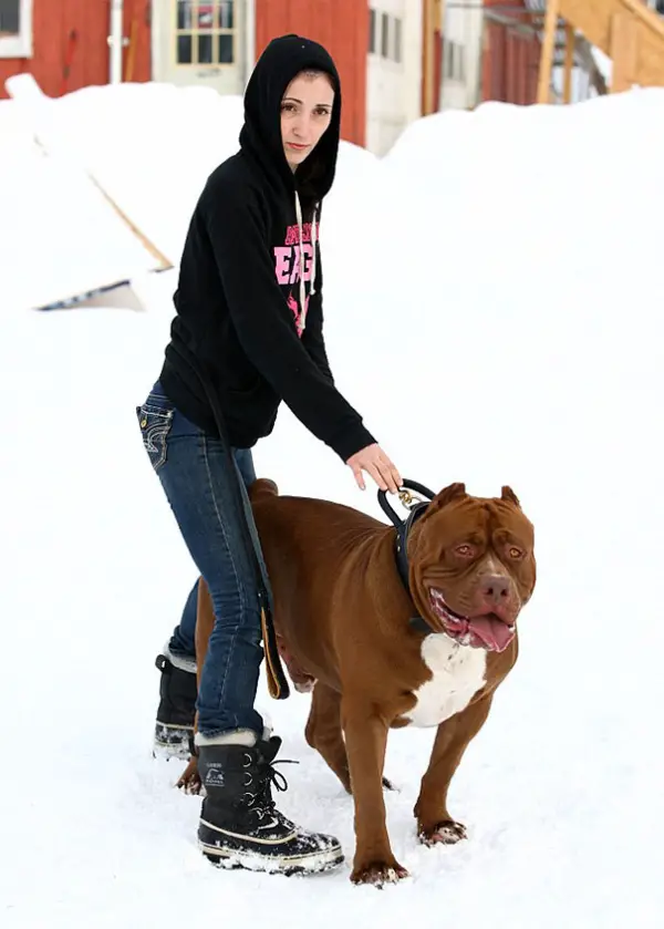 meet hulk one of the largest pitbulls out there 12 pics 3