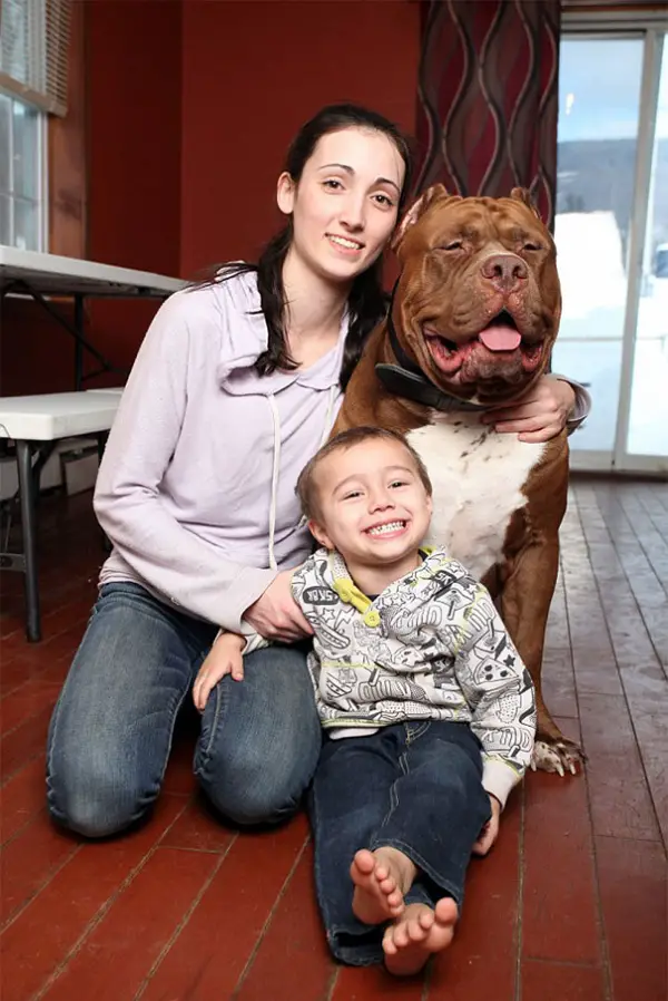 meet hulk one of the largest pitbulls out there 12 pics 4