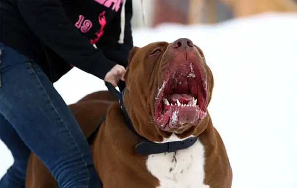 meet hulk one of the largest pitbulls out there 12 pics 6