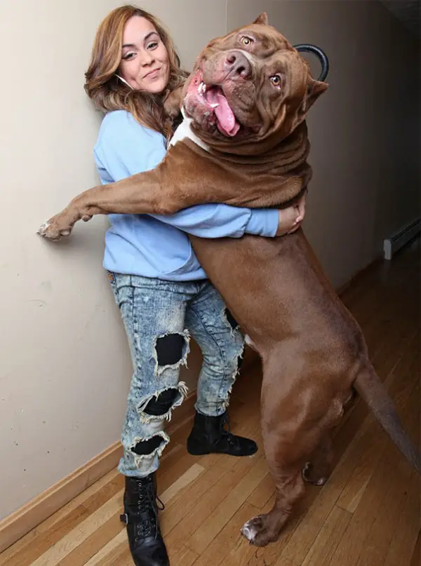 meet hulk one of the largest pitbulls out there 12 pics 7