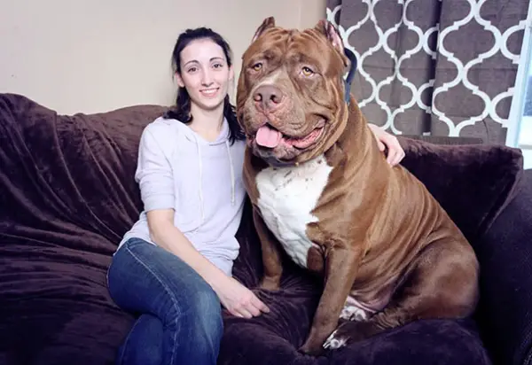 meet hulk one of the largest pitbulls out there 12 pics 8