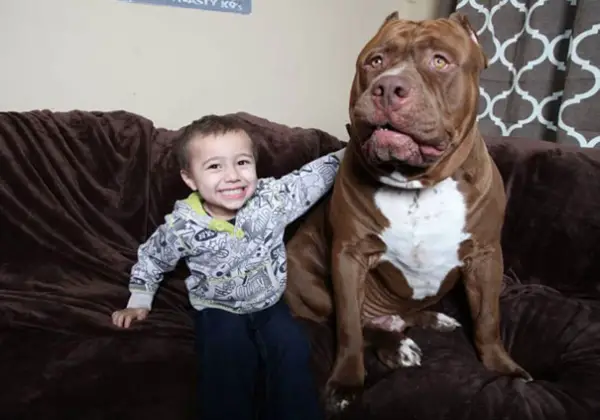meet hulk one of the largest pitbulls out there 12 pics 9