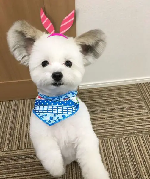 meet the brightest star of instagram the puppy goma 10