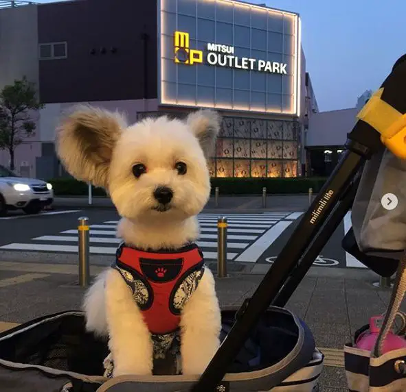 meet the brightest star of instagram the puppy goma 3