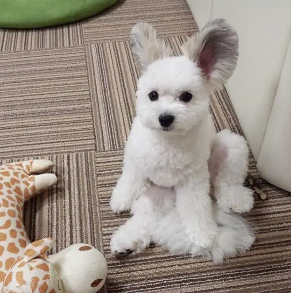 meet the brightest star of instagram the puppy goma 4