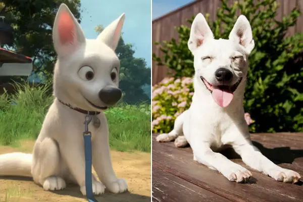 movies that could influence on your dog choice 15 pictures 12