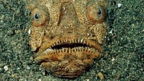 mysteries of the deep  strangest and funniest underwater creatures 15 pictures 8