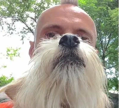 new internet hit pet beards 7 pics 6