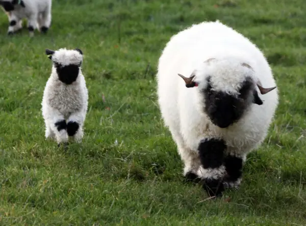 next time you count sheep to fall asleep think of valais blacknose sheep 11 pictures 4
