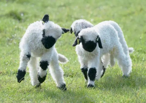 next time you count sheep to fall asleep think of valais blacknose sheep 11 pictures 7