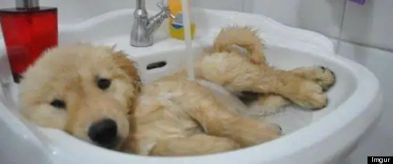 not all animals hate bath time 15 pics 1 video 12