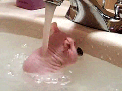 not all animals hate bath time 15 pics 1 video 7