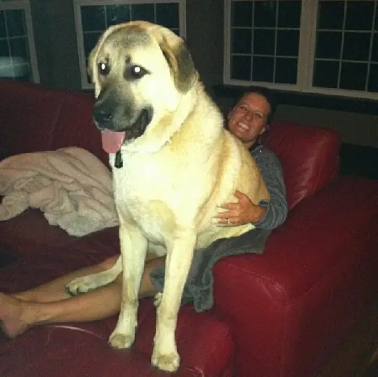 once a lap dog always a lap dog 19 pictures 13
