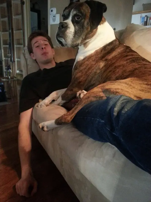 once a lap dog always a lap dog 19 pictures 17