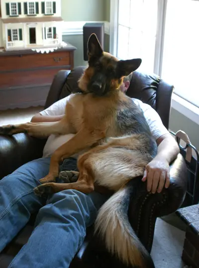 once a lap dog always a lap dog 19 pictures 18