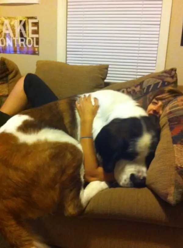 once a lap dog always a lap dog 19 pictures 2