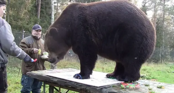 orphaned and amazingly talented animal painter juuso the bear 17 pictures 11