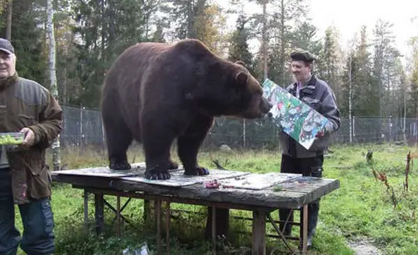 orphaned and amazingly talented animal painter juuso the bear 17 pictures 6