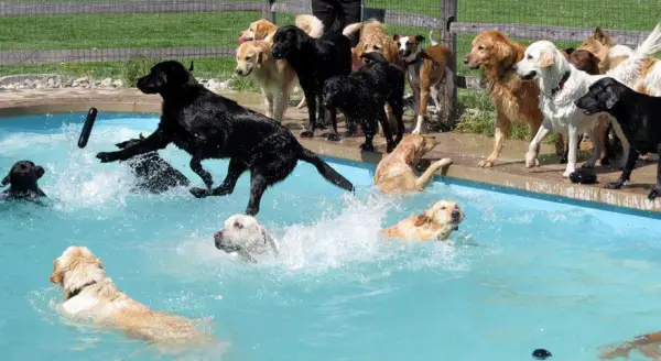 perfect solution when you need a help with your pet a classy pool party 11 pics 1 video 2