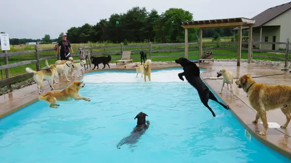 perfect solution when you need a help with your pet a classy pool party 11 pics 1 video 3