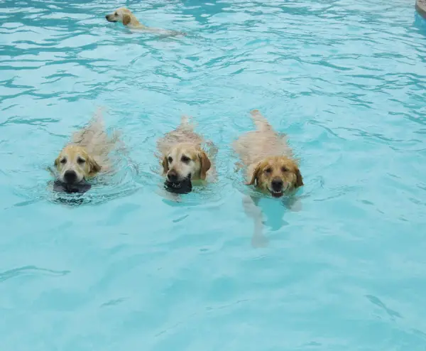 perfect solution when you need a help with your pet a classy pool party 11 pics 1 video 5