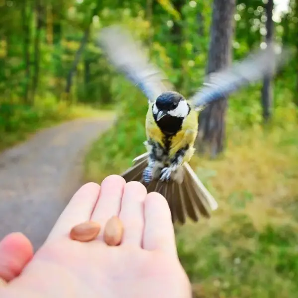 photographer that makes a sweet deal with wild animals 17 pictures 12