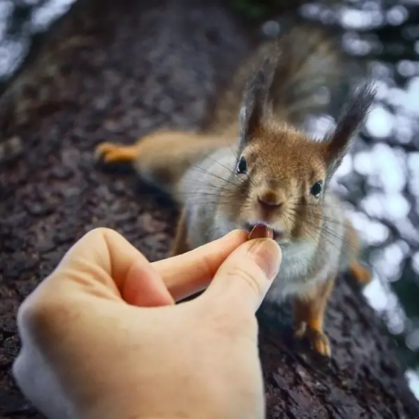 photographer that makes a sweet deal with wild animals 17 pictures 2