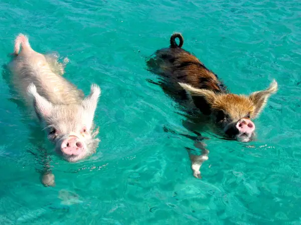 pigs cant fly but can certainly swim on this island 9 pictures video 5