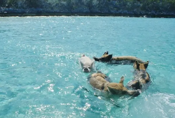 pigs cant fly but can certainly swim on this island 9 pictures video 8