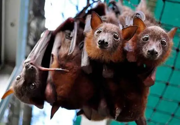 place where orphaned baby bats get second chance 12 pics 9
