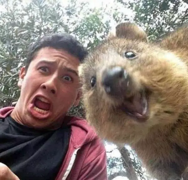 quokka selfies are definitely the most adorable new trend in australia 15 pics 1