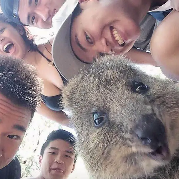 quokka selfies are definitely the most adorable new trend in australia 15 pics 10