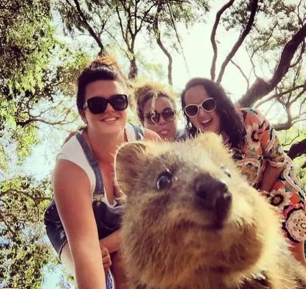 quokka selfies are definitely the most adorable new trend in australia 15 pics 11