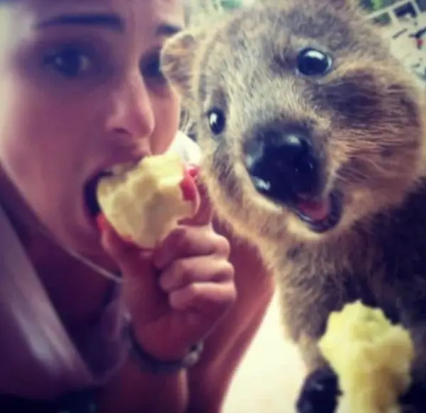quokka selfies are definitely the most adorable new trend in australia 15 pics 12