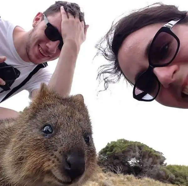 quokka selfies are definitely the most adorable new trend in australia 15 pics 13