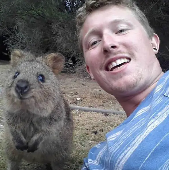 quokka selfies are definitely the most adorable new trend in australia 15 pics 14