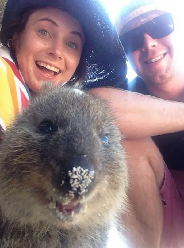 quokka selfies are definitely the most adorable new trend in australia 15 pics 15