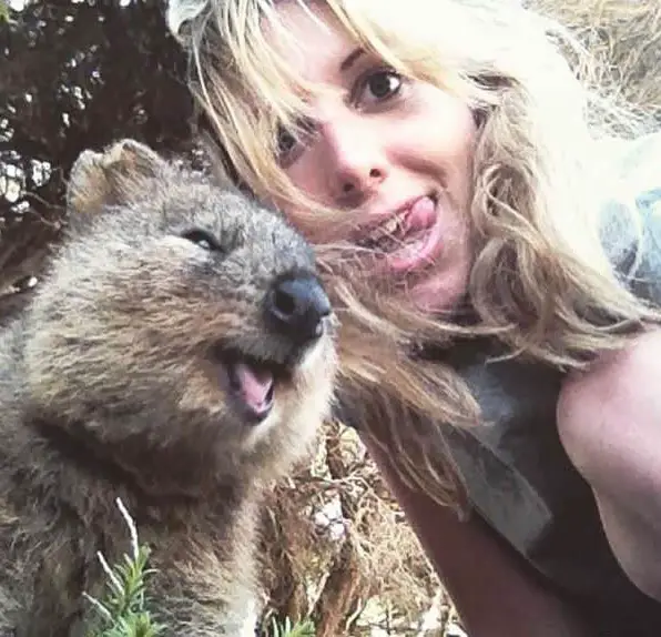 quokka selfies are definitely the most adorable new trend in australia 15 pics 2