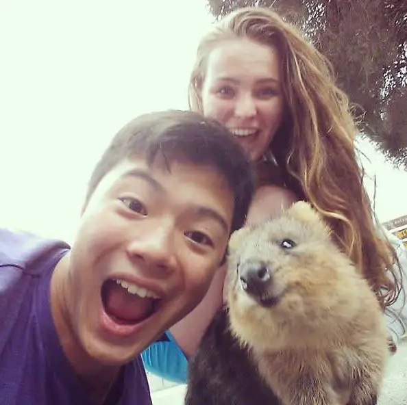 quokka selfies are definitely the most adorable new trend in australia 15 pics 4