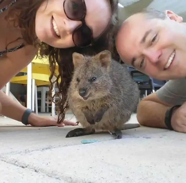 quokka selfies are definitely the most adorable new trend in australia 15 pics 5