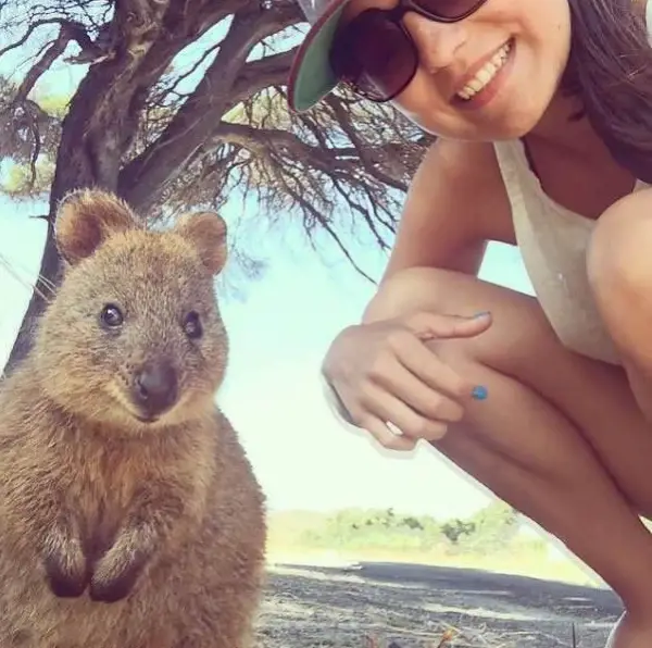 quokka selfies are definitely the most adorable new trend in australia 15 pics 6