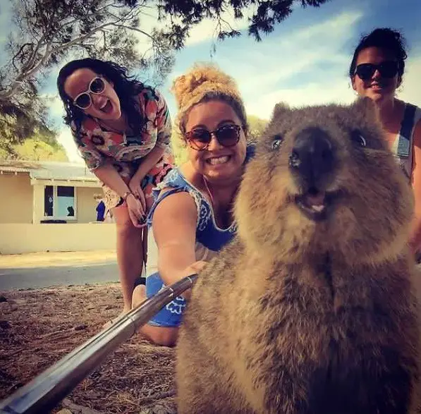 quokka selfies are definitely the most adorable new trend in australia 15 pics 7