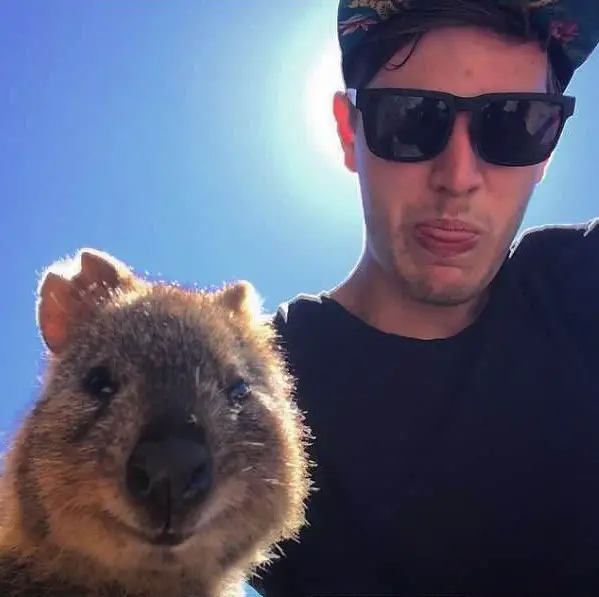 quokka selfies are definitely the most adorable new trend in australia 15 pics 8