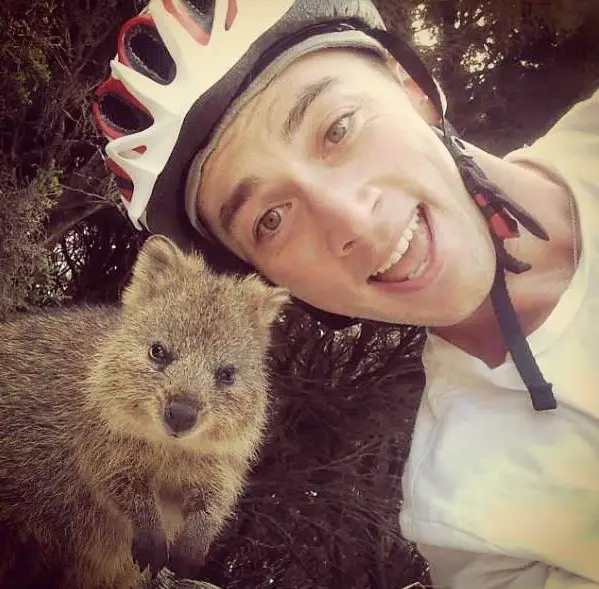 quokka selfies are definitely the most adorable new trend in australia 15 pics 9