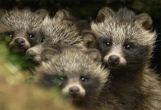 raccoon dog  racoon dog tanuki is a bit of both 11 pictures 10
