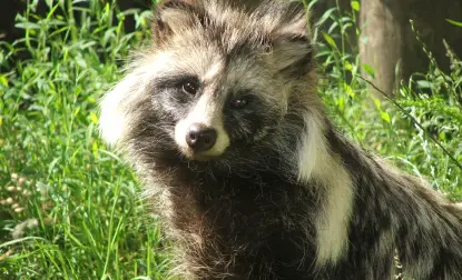 raccoon dog  racoon dog tanuki is a bit of both 11 pictures 12