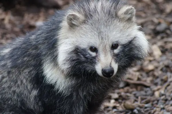raccoon dog  racoon dog tanuki is a bit of both 11 pictures 2